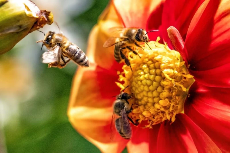 Światowy Dzień Pszczół. Jak dbać o ich populację?